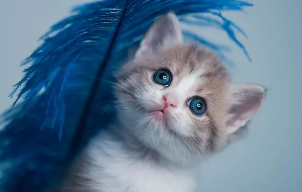 Cat, look, pose, kitty, pen, portrait, face, blue eyes