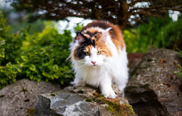 Cat, cat, nature, stones, tree, garden, the bushes, Maine Coon