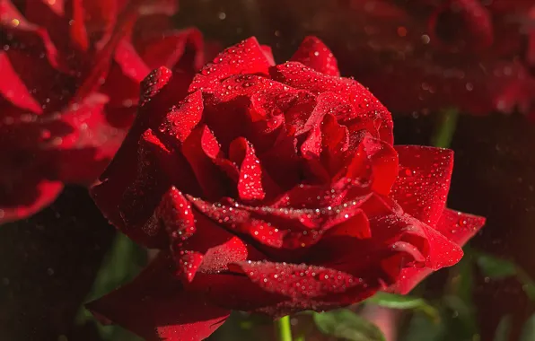 Picture drops, macro, rose, petals, red rose