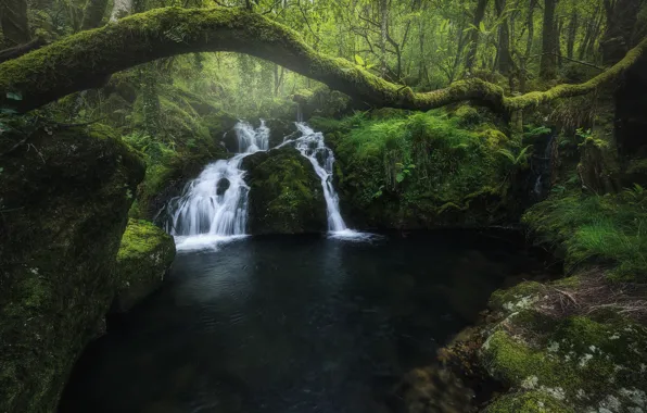 Picture forest, river, waterfall, moss, cascade