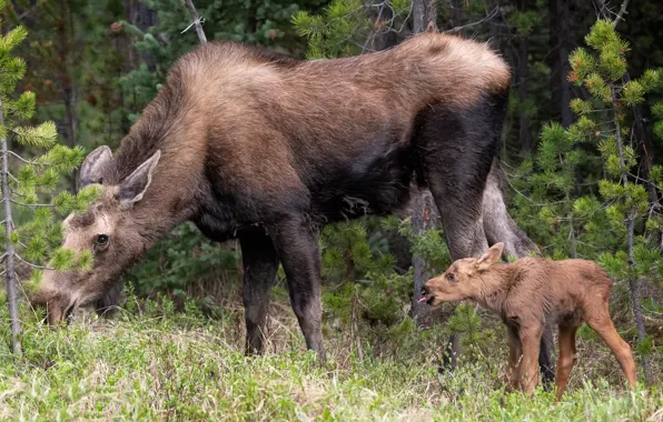 Summer, nature, moose