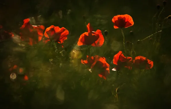 Light, flowers, nature, the dark background, Mac, Maki, blur, green background