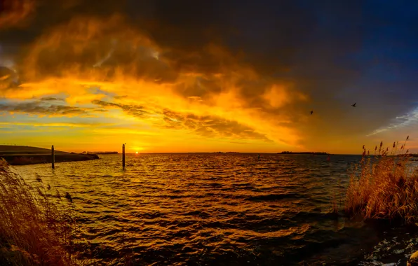 Picture the sky, clouds, river, bird, shore, glow, Netherlands