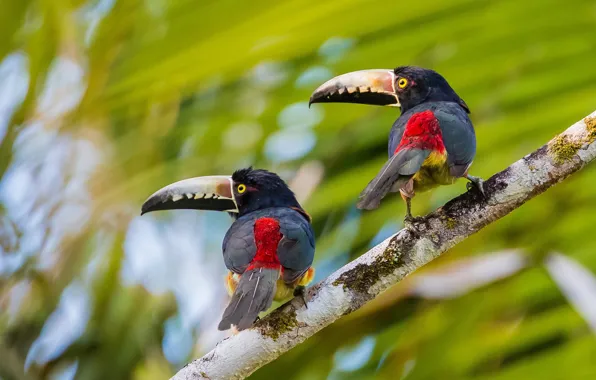 Picture birds, background, branch, a couple, bokeh, Collared aracari, Toucans