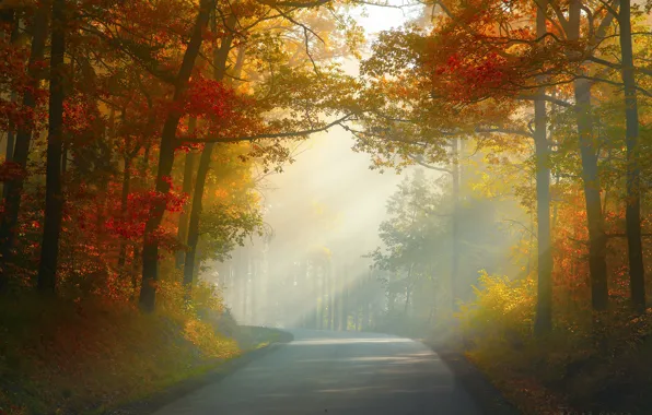 Road, autumn, forest, trees, Nature, Czech Republic, Zan Foar