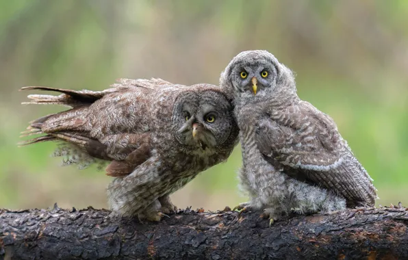 Birds, pair, log, owls, owl, two owls