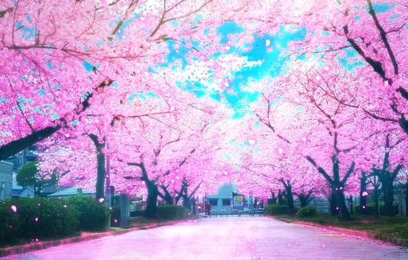 Road, spring, Sakura