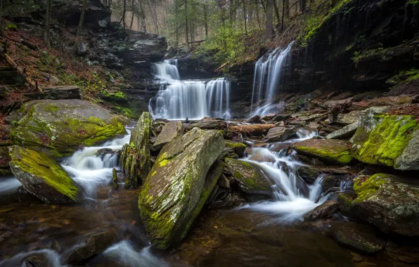 Forest, trees, stream, stones, waterfall, moss, USA, Ricketts Glen State Park