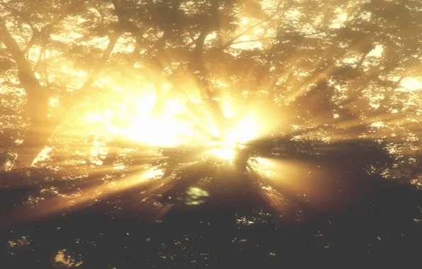 Nature, Fog, Trees, Sun Ray
