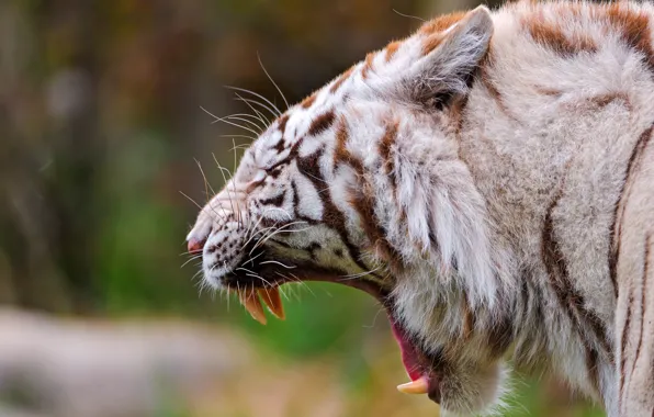 Tiger, predator, mouth, fangs, white tiger