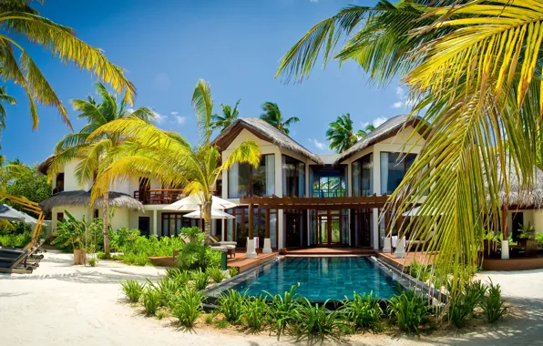 Picture palm trees, Villa, pool, exotic, Maldives