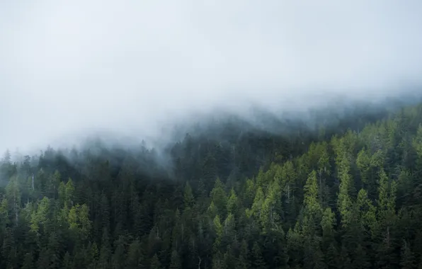 Picture forest, fog, windows, windows 10