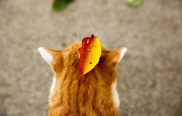Picture autumn, cat, animal, leaf, red, ears