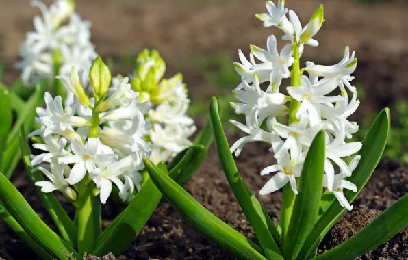 Joy, flowers, nature, tenderness, beauty, plants, spring, may