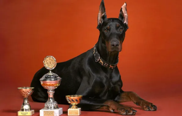 Dog, red background, Cup, breed, Doberman, cups