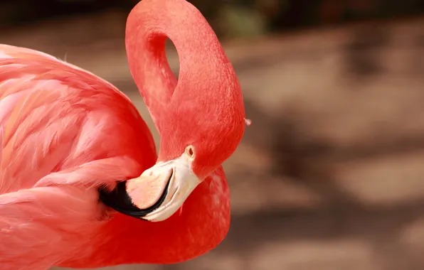 Picture pink, bird, beak, grace, Flamingo, neck, tail