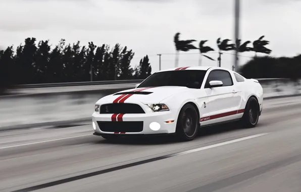 Picture road, white, speed, Mustang, Ford, Shelby, Mustang, muscle car