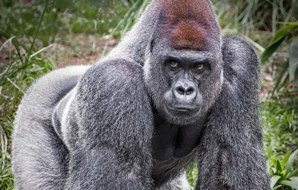 Picture look, gorilla, grey wool