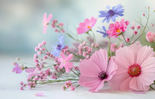 Flowers, bouquet, pink, blue, different, stems, cornflowers, composition