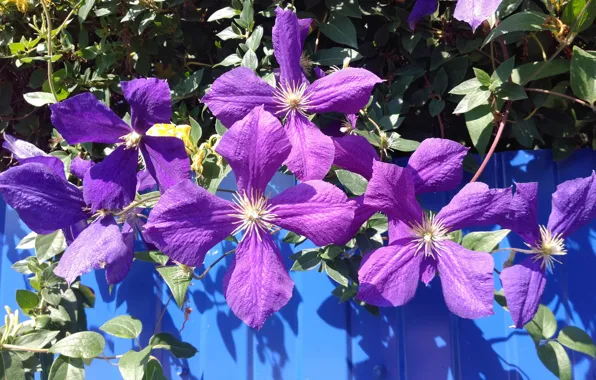 Flowers, color, clematis, Meduzanol ©