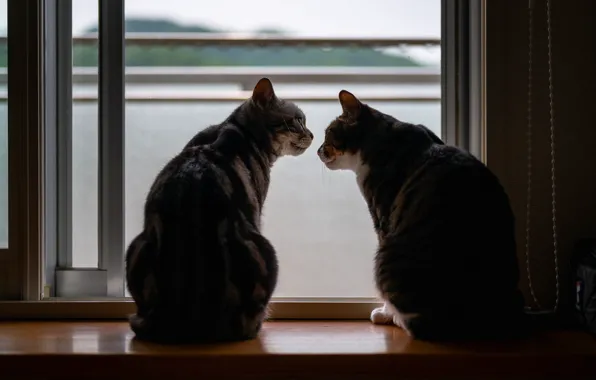 Cat, cat, light, two, silhouette, window, pair, sill