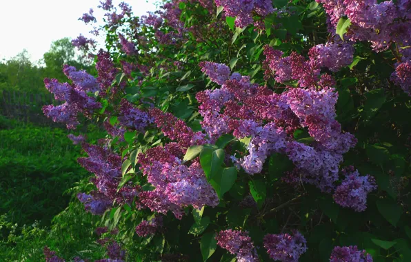 Picture flowers, Bush, lilac