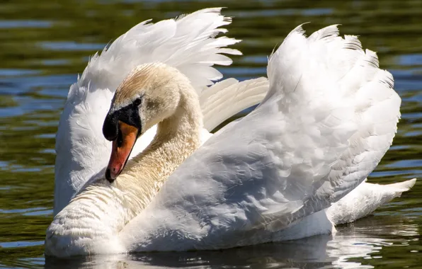 White, water, bird, wings, grace, Swan, neck