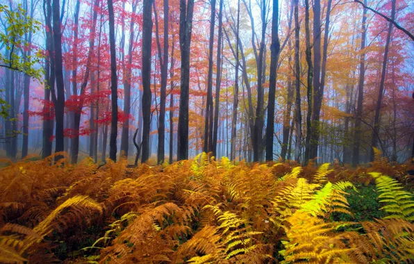 Autumn, forest, nature