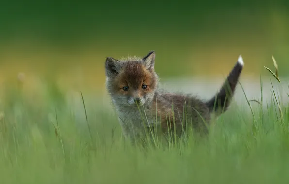Grass, glade, Fox, face, Fox