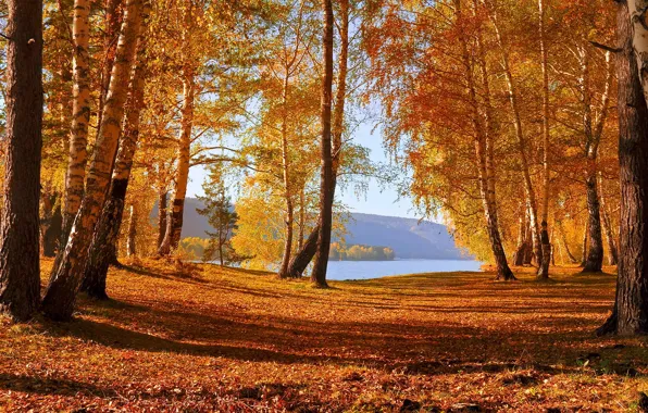 Picture autumn, trees, lake, falling leaves, the colors of autumn
