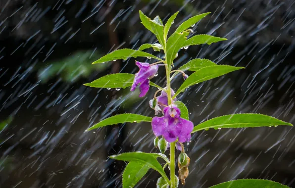 Flower, leaves, drops, macro, rain, plant