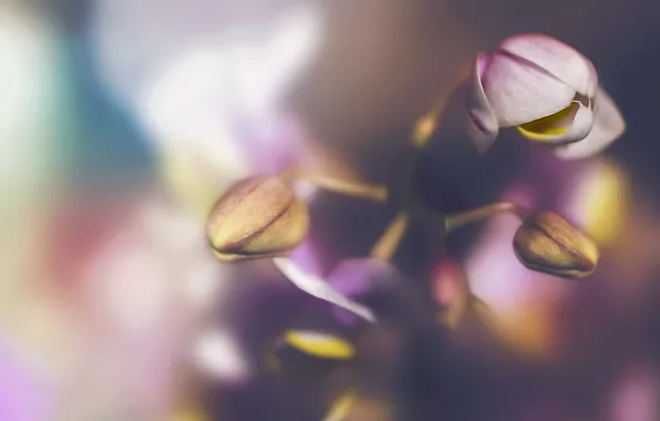 Flowers, nature, background