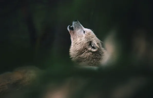 White, face, nature, pose, the dark background, wolf, howl, bokeh