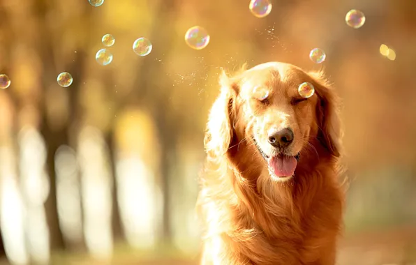 Language, light, squirt, nature, pose, portrait, dog, bubbles