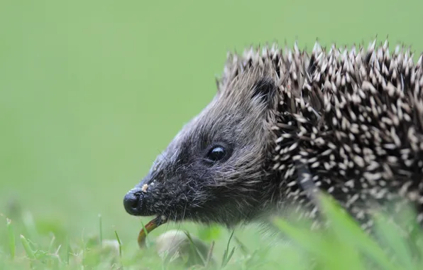 Language, grass, look, nature, portrait, muzzle, profile, hedgehog