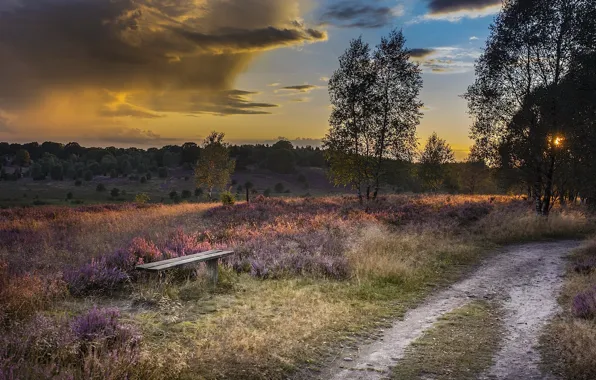 Road, sunset, nature, bench