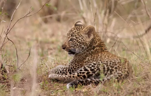 Picture cat, grass, branches, stay, leopard, profile, cub, kitty