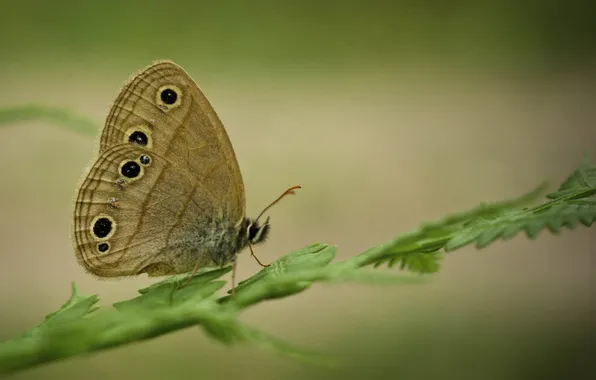 Grass, macro, branches, butterfly