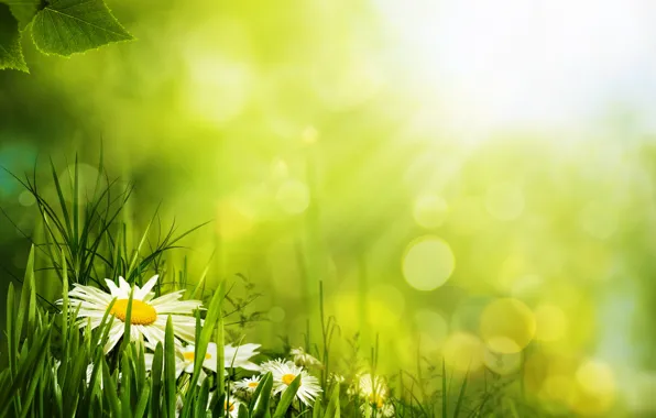 Grass, flowers, green, petals, Daisy, bokeh