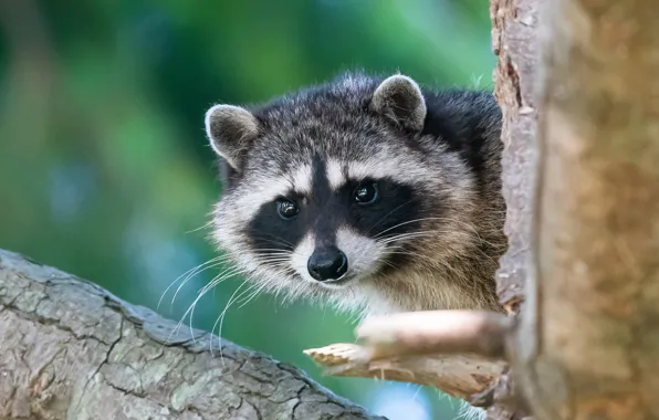 Picture look, tree, raccoon, cub, face