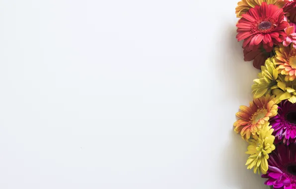 Flowers, background, Gerbera