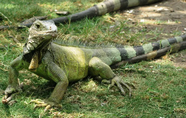 Wallpaper grass, lizard, Iguana, reptile images for desktop, section ...