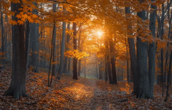 Autumn, forest, the sun, rays, light, trees, fog, Park