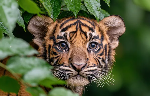 Look, leaves, nature, tiger, portrait, face, tiger, Peeps