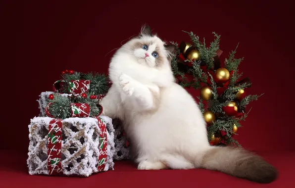 Frost, cat, white, cat, look, decoration, pose, box