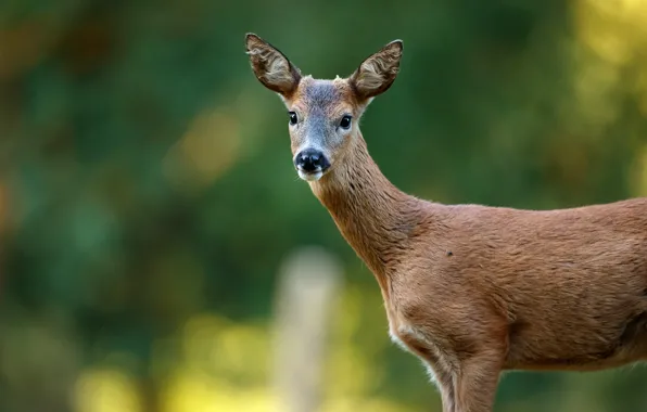 Greens, the sun, nature, background, muzzle, ROE, bokeh