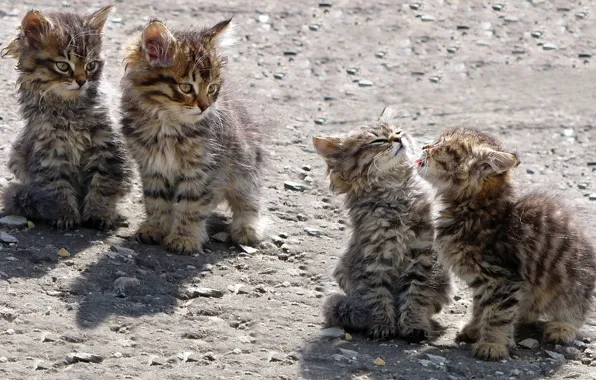 Kittens, play, homeless