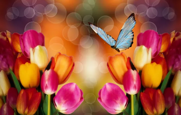 Picture flowers, butterfly, tulips, colorful background