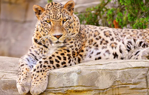 Face, paws, leopard, lies, looks, curiosity, spotted, closely
