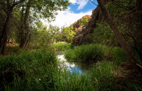 Greens, forest, the sky, grass, water, the sun, clouds, trees